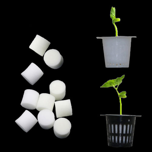Soilless Hydroponic Vegetables