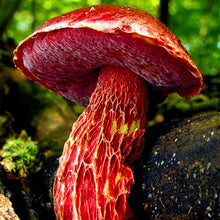 Load image into Gallery viewer, 100pcs/bag Red Mushroom Garden Ornament