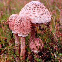 Load image into Gallery viewer, 100pcs/bag Red Mushroom Garden Ornament