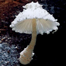 Load image into Gallery viewer, 100pcs/bag Red Mushroom Garden Ornament