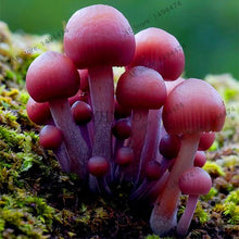 Load image into Gallery viewer, 100pcs/bag Red Mushroom Garden Ornament