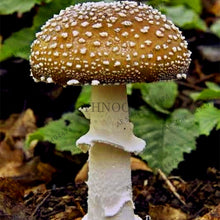 Load image into Gallery viewer, 100pcs/bag Red Mushroom Garden Ornament
