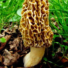 Load image into Gallery viewer, 100pcs/bag Red Mushroom Garden Ornament