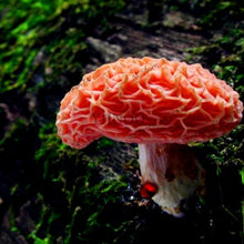 Load image into Gallery viewer, 100pcs/bag Red Mushroom Garden Ornament