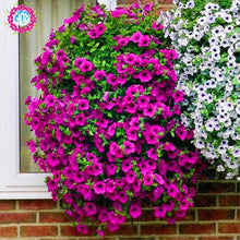 Load image into Gallery viewer, 100pcs/bag rare petunia bonsai flower
