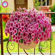Load image into Gallery viewer, 100pcs/bag rare petunia bonsai flower