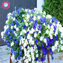 Load image into Gallery viewer, 100pcs/bag rare petunia bonsai flower