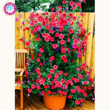Load image into Gallery viewer, 100pcs/bag rare petunia bonsai flower