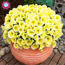 Load image into Gallery viewer, 100pcs/bag rare petunia bonsai flower