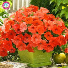 Load image into Gallery viewer, 100pcs/bag rare petunia bonsai flower