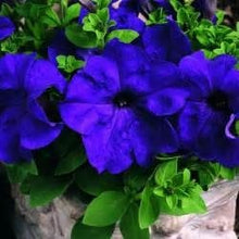 Load image into Gallery viewer, 100pcs/bag rare petunia bonsai flower
