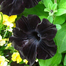 Load image into Gallery viewer, 100pcs/bag rare petunia bonsai flower