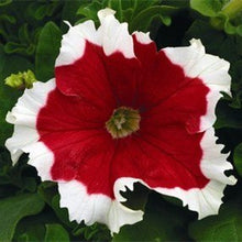 Load image into Gallery viewer, 100pcs/bag rare petunia bonsai flower