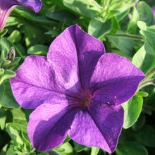 Load image into Gallery viewer, 100pcs/bag rare petunia bonsai flower