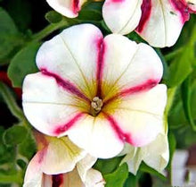 Load image into Gallery viewer, 100pcs/bag rare petunia bonsai flower