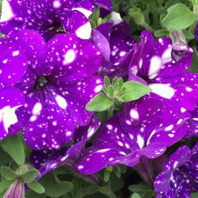 Load image into Gallery viewer, 100pcs/bag rare petunia bonsai flower