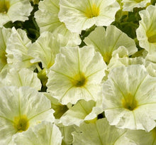 Load image into Gallery viewer, 100pcs/bag rare petunia bonsai flower