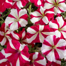 Load image into Gallery viewer, 100pcs/bag rare petunia bonsai flower