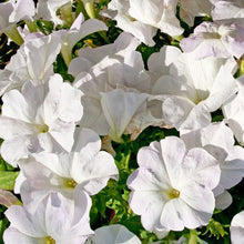 Load image into Gallery viewer, 100pcs/bag rare petunia bonsai flower
