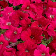 Load image into Gallery viewer, 100pcs/bag rare petunia bonsai flower