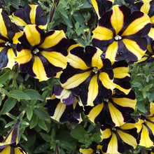 Load image into Gallery viewer, 100pcs/bag rare petunia bonsai flower
