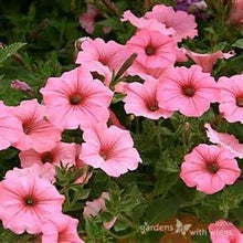 Load image into Gallery viewer, 100pcs/bag rare petunia bonsai flower