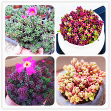 Load image into Gallery viewer, 100 Pcs/Bag Mix Lithops Bonsai