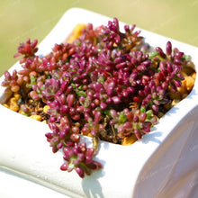 Load image into Gallery viewer, 100 Pcs/Bag Mix Lithops Bonsai