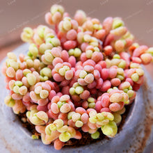 Load image into Gallery viewer, 100 Pcs/Bag Mix Lithops Bonsai