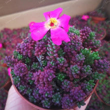 Load image into Gallery viewer, 100 Pcs/Bag Mix Lithops Bonsai