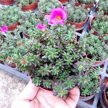 Load image into Gallery viewer, 100 Pcs/Bag Mix Lithops Bonsai
