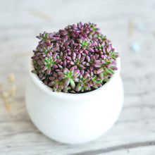 Load image into Gallery viewer, 100 Pcs/Bag Mix Lithops Bonsai